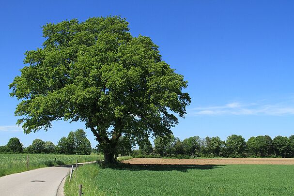 Alte Eiche an der Strasse von Thann nach Hartpenning